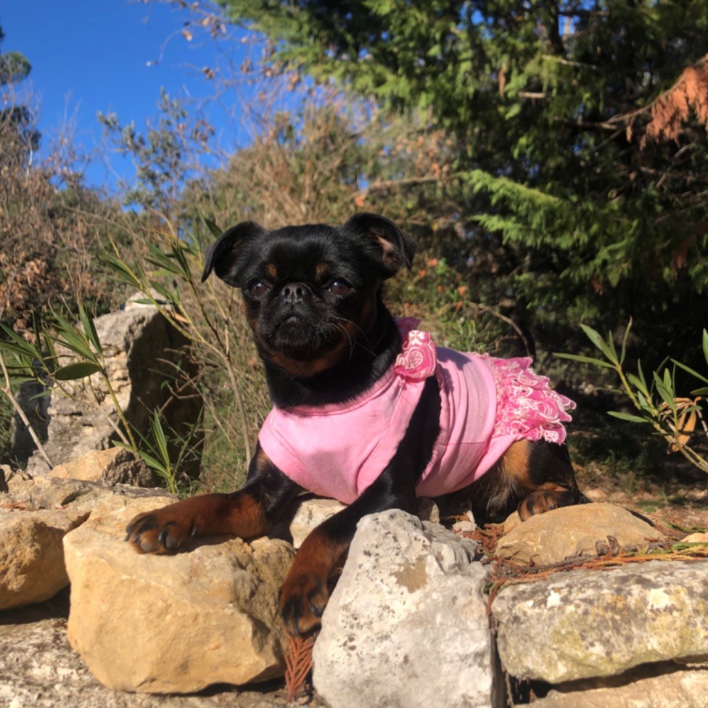 Tornade Des Minis Pepites