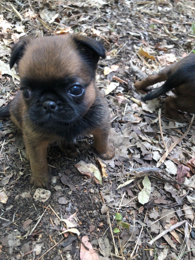 De La Colline De Chronos - Chiots disponibles - Petit Brabançon